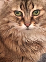 Lola - 7 Years Old - Tabby White.
FBM Service Provided - Cat Sitting, Twice Daily Visiting.