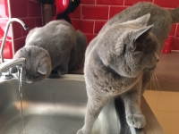 Bolly & Tatty - 1 Year Old Siblings - British Blue.
FBM Service Provided - Cat Sitting, Twice Daily Visiting.