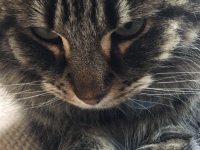 Fluffy - 4 Years Old - Dark Tabby 
FBM Service Provided - Cat Sitting, Twice Daily Visiting.