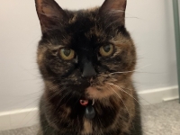 Marmite - 18 Months Old - Dark Tortoiseshell.
FBM Service Provided - Cat Sitting, Twice Daily Visiting.