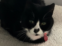 Mia - 17 Years Young - Black & White British Domestic Shorthair.
FBM Service Provided - Cat Sitting, Twice Daily Visiting.