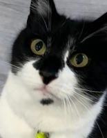 Pepsi - 6 Years Old - Black & White British Domestic Shorthair.
FBM Service Provided - Cat Sitting, Twice Daily Visiting.