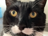 Athos - 5 Years Old - Black & White British Domestic Shorthair.
FBM Service Provided - Cat Sitting, Twice Daily Visiting.