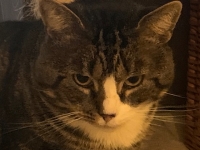 Max - 5 Years Old - Black & White British Domestic Shorthair.
FBM Service Provided - Cat Sitting, Twice Daily Visiting.