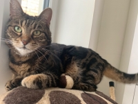 Ruby - 11 Years Young - Tabby Markings British Domestic Shorthair.
FBM Service Provided - Cat Sitting, Twice Daily Visiting.