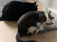Rex & Ralph - 8 months old Kittens - British Domestic Shorthair.
FBM Service Provided - Cat Sitting, Twice Daily Visiting.