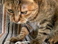 Amber - 11 Years Young - British Domestic Shorthair.
FBM Service Provided - Cat Sitting, Twice Daily Visiting.