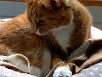 Ruby - 11 Years Young - British Domestic Shorthair.
FBM Service Provided - Cat Sitting, Twice Daily Visiting.
