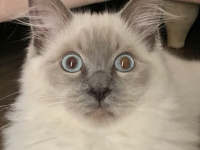 Sulley - 4 Month Old Kitten - Ragdoll.
FBM Service Provided - Cat Sitting, Twice Daily Visiting.