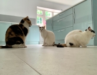 Lodger, Daisy & Mittens - DSH.
FBM Service Provided - Cat Sitting, Twice Daily Visiting.